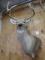 Beautiful Off Shoulder Texas Panhandle 9pt. Whitetail Deer Mount Taxidermy