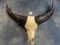 Cool South Pacific Water Buffalo Skull Taxidermy