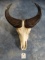 New # 7 All Time Record Book African Dwarf Forest Buffalo Skull Taxidermy