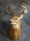 12 point Wilbarger County; North Texas Whitetail Deer Shoulder Mount Taxidermy