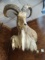 Spectacular Half Body Mount Aoudad Sheep (Formerly Shaw's of Iran's)