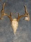 8 point Whitetail Deer Sheds mounted on Repro Deer Skull Taxidermy