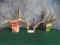 Giant 206 gross Matching Whitetail Deer Sheds Taxidermy