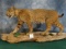Large Bobcat Full Body Mount Taxidermy