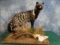 Exceptional African Civet Cat Full Body Mount in Habitat Taxidermy