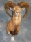 Gorgeous Armenian Mouflon & Red Sheep Cross Exotic Ram Shoulder Mount Taxidermy