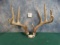 Mounted Pair of Whitetail Deer Sheds Taxidermy