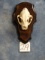 African Serval Cat Skull on Plaque Taxidermy