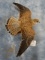 Beautiful New Legal Mount of Common Kestrel Bird Taxidermy From Kazakhstan