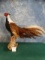 Beautiful Brand New Brown Eared Pheasant Taxidermy Bird Mount