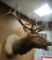 Big 7 x 6 Bugling Elk Shoulder Mount Taxidermy