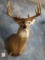 Very Nice 14 point North Texas Whitetail Deer Shoulder Mount Taxidermy