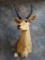 African Common Reedbuck Shoulder Mount Taxidermy