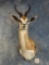 Pretty South African Common Springbuck Gazelle Shoulder Mount Taxidermy