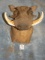 Quality African Warthog Shoulder Mount Taxidermy