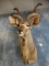 Beautiful African Southern Greater Kudu Shoulder Mount Taxidermy