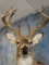 Nice Indiana 11 point Whitetail Deer Shoulder Mount Taxidermy