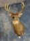 South Dakota 12 point Whitetail Deer Shoulder Mount Taxidermy