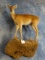 Spectacular Chinese Water Deer Full Body Mount Taxidermy