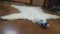 Awesome Pre-Ban Polar Bear Rug Taxidermy Mount **U.S. Residents Only**