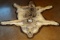 Nicely Padded and Felted Coyote Rug Taxidermy