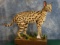 Spectacular African Serval Cat Full Body Mount Taxidermy
