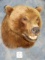 Very Nice Grizzly Bear Shoulder Mount Taxidermy