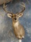 9 point Texas Whitetail Deer Shoulder Mount Taxidermy