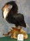 Abyssinian Ground Hornbill Bird Mount Taxidermy