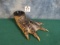 Cool Alligator Foot Ashtray Taxidermy Mount