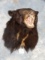 Brand New Black Bear Shoulder Mount Taxidermy