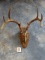 Camouflage 8 point Whitetail Deer Skull Taxidermy