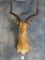 Record Book East African Impala Shoulder Mount Taxidermy