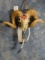 Native American Indian Decorated Hybrid Sheep Skull Taxidermy