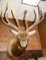 Beautiful 6 x 6 Elk Shoulder Mount 380 gross Taxidermy