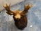 Very Nice Candian Moose Shoulder Mount Taxidermy