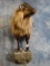 Beautiful Himalayan Tahr Half Body Mount Taxidermy