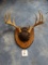 10pt. Whitetail Deer Antlers mounted on Panel Taxidermy