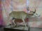 Gold Medal Axis Deer Full Body Mount Taxidermy