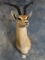 Record Class African Roberts Gazelle Shoulder Mount Taxidermy