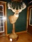 Monster #6 All Time SCI Whitetail Deer 220 7/8