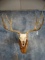 Nice! 5 x 4 Mule Deer Skull Taxidermy Mount