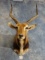 Record Class African Black Lechwe Shoulder Mount Taxidermy