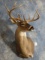 Beautiful 11pt. Wide Spread South Texas Whitetail Deer Shoulder Mount Taxidermy