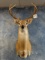 6 x 5 Alabama Whitetail Deer Shoulder Mount Taxidermy
