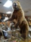Outstanding 9 Footer Alaskan Brown Bear Full Body Mount in Habitat Taxidermy