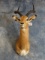 African Southern Impala Ram Shoulder Mount Taxidermy
