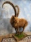 Awesome Siberian Ibex Full Body Mount Taxidermy