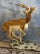 Gold Medal Running Blackbuck Antelope Full Body Mount Taxidermy