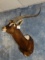 Gorgeous Record Class Rare Nile Lechwe Shoulder Mount Taxidermy
